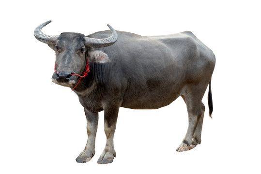 महिषः | भैंस | Buffalo