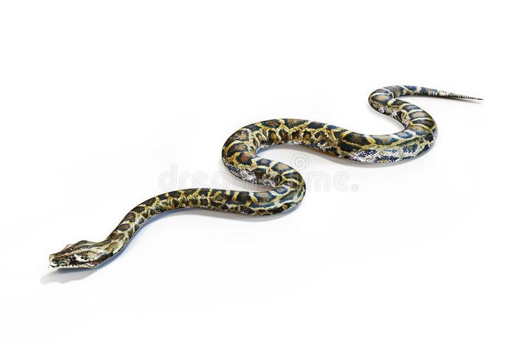 महाजगर | एनाकोंडा | Anaconda
