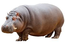 जलाश्व | दरियाई घोड़ा | Hippopotamus