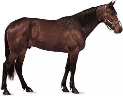 अश्वः | घोड़ा | Horse