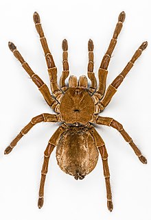 मर्कट | मकड़ी | Spider