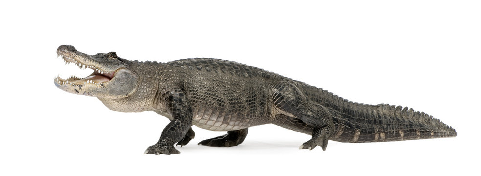कुम्भीर | घड़ियाल | Alligator