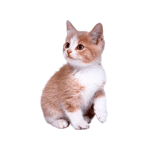 बिडालः | बिल्ली | cat