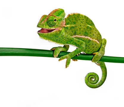 कीलाली | गिरगिट | Chameleon