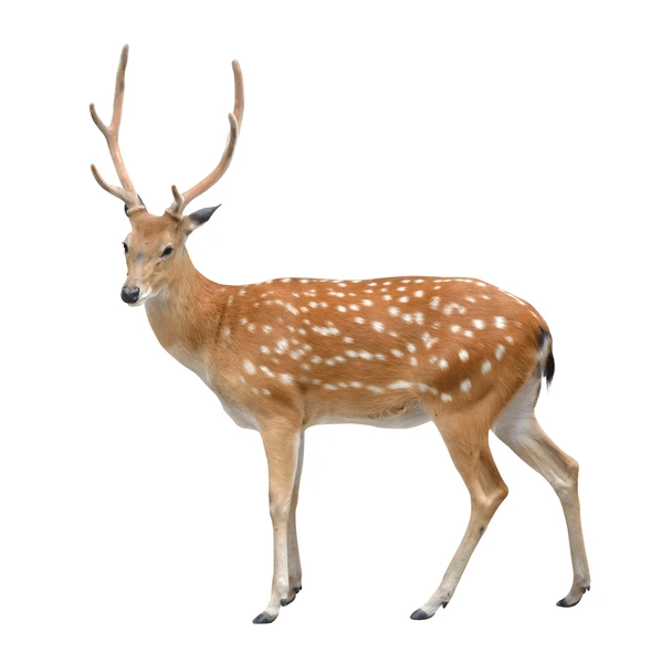 मृगः | हिरण | Deer