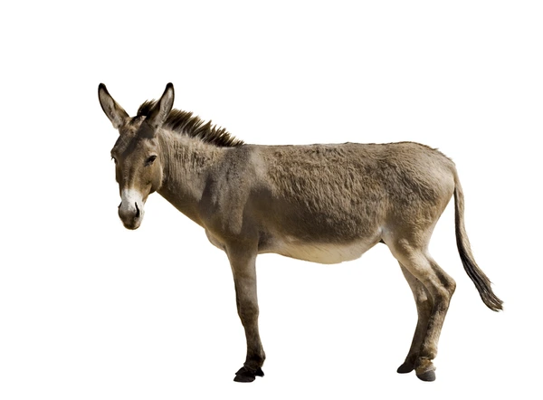 गर्दभाः | गधा | Donkey