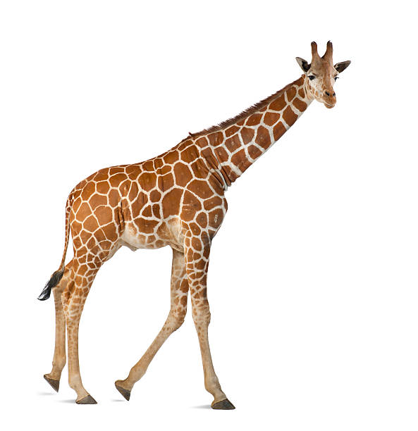 चित्रोष्ट्रः | जिराफ़ | Giraffe