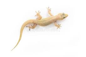 सरटुः / कुलाहकः | छिपकली | Lizard