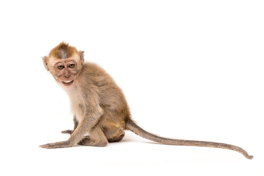 मर्कटः | बन्दर | Monkey