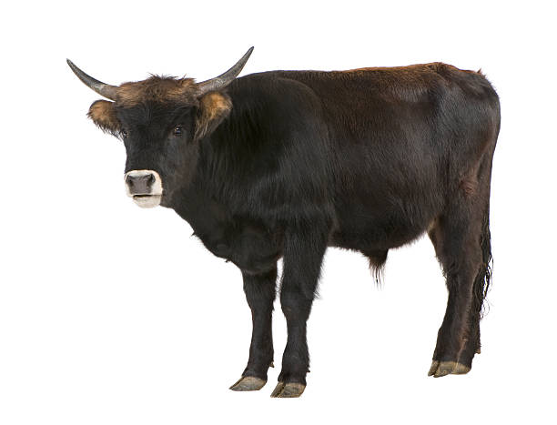 बलीवर्दः | बैल | Ox