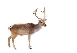 मृगः | बारहसिंगा | Reindeer