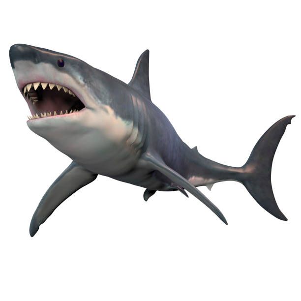 तन्तुन / तन्तुण | शार्क | Shark