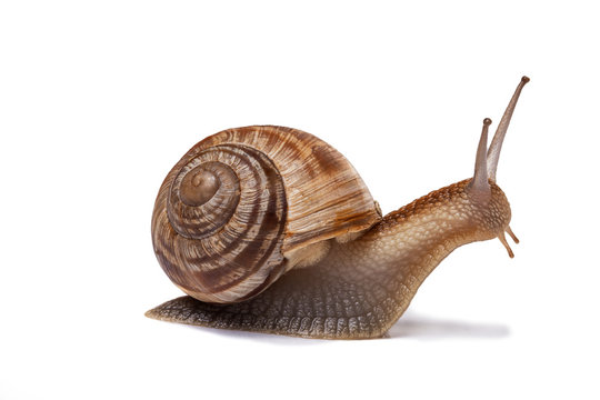 शम्बूकः | घोंघा | Snail