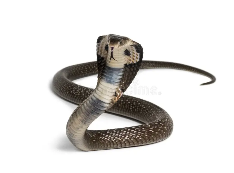 सर्पः | साँप | Snake