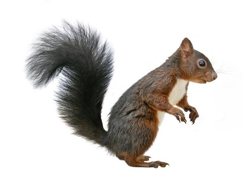 चिक्रोडः | गिलहरी | Squirrel