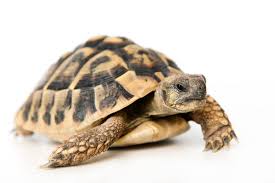 कच्छप: / कूर्म: | कछुआ | Tortoise