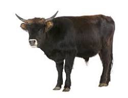 बलीवर्दः | जंगली सांड | Wild Bull