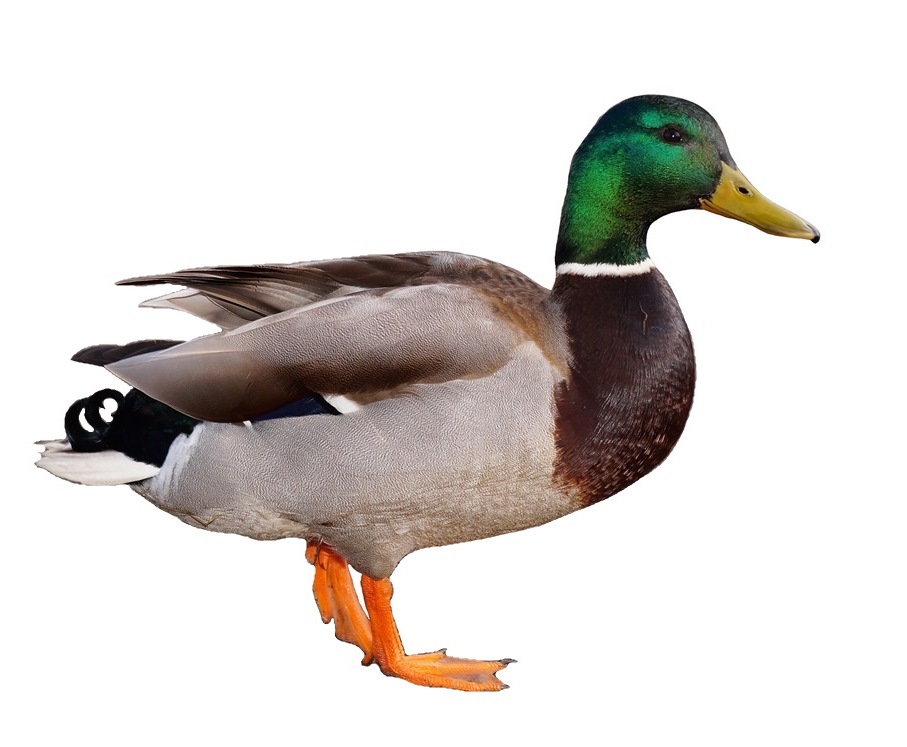 वर्तिका / वर्तकः | बतख | Duck