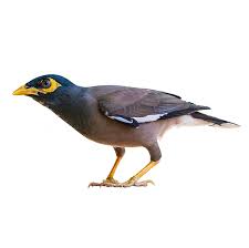 सरिकाः | मैना | Mynah