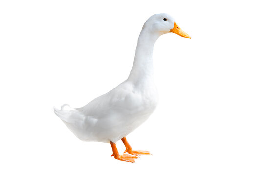 जलकुक्‍कुटी | जलमुर्गी | Waterfowl