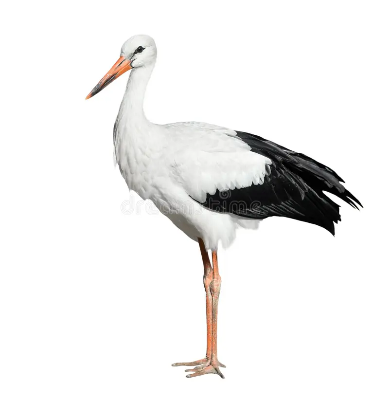 सारसः | सारस | Crane