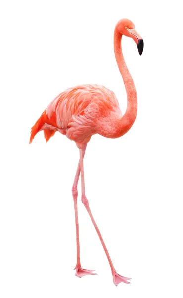 राजः हंसः | राज हंस | Flamingo