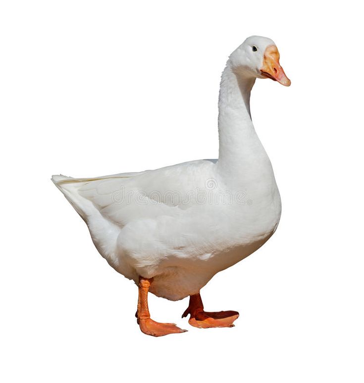 वरटा | हंसी | Goose