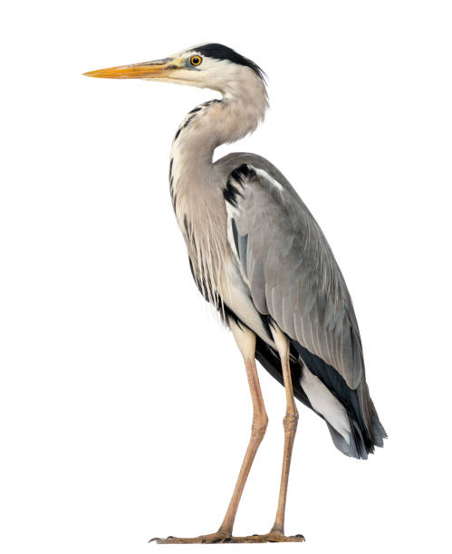 बकः | बगुला | Heron