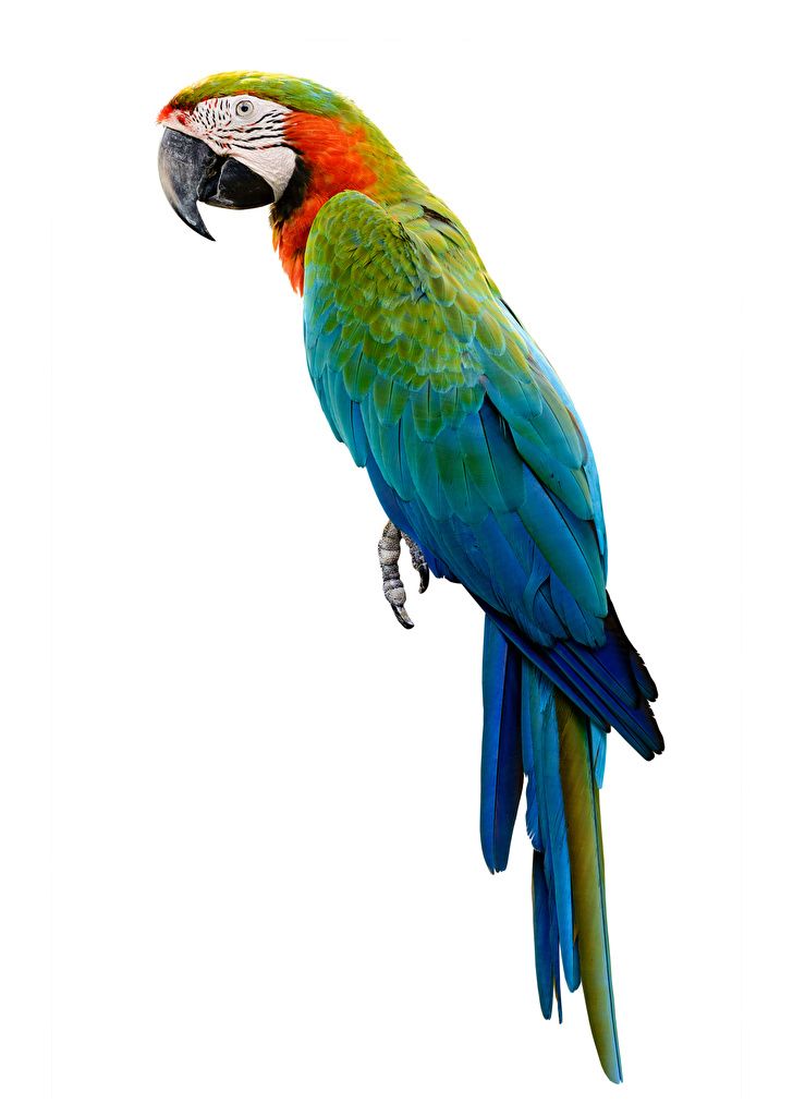 शुकः | तोता | Parrot