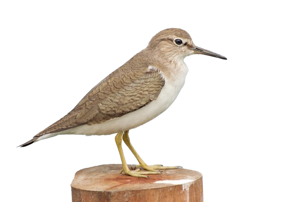 टिट्टिभिः | टिटिहरी | Wood Sandpiper