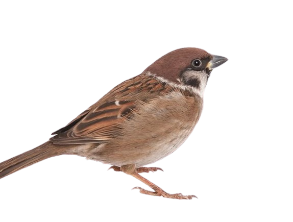चटकाः | गौरैया | Sparrow