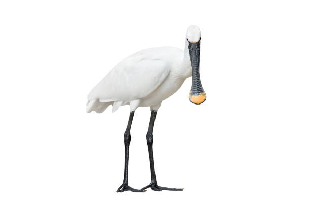 चमचा, दाबिल | दर्विदा, खजाक | spoonbills
