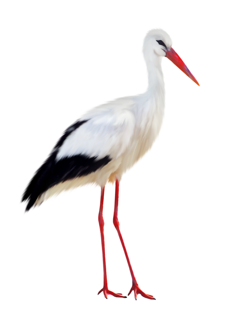 वकः | सारस | Stork