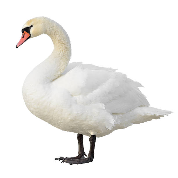 हंसः / मरालः | हंस | Swan