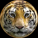 profile pic